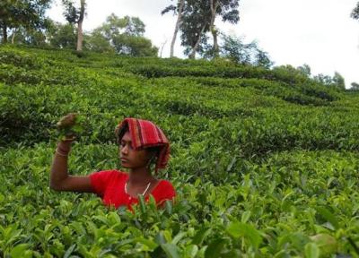 طبیعت سرسبز بنگلادش: از مزارع چای تا بازارهای شناور طبیعت سرسبز بنگلادش: از مزارع چای تا بازارهای شناور